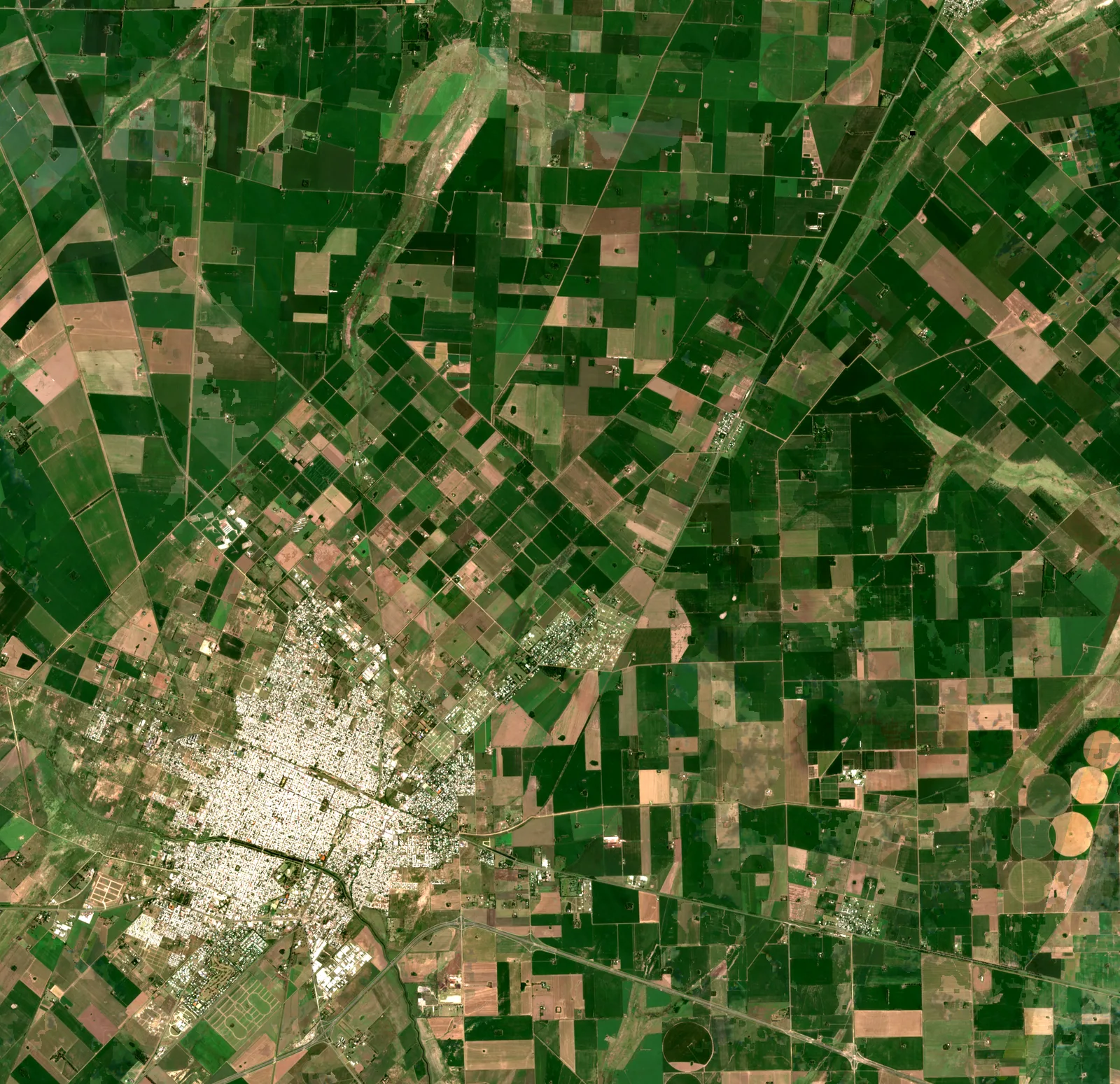 Los mismos campos de Pergamino en enero de 2024, con la soja verde y densa.
